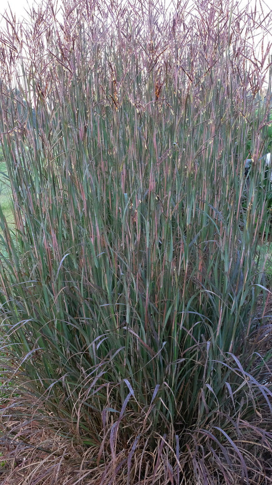 Image of Andropogon gerardii 'Blackhawks' PP 27,949 taken at Walters Gardens, MI by T. Avent