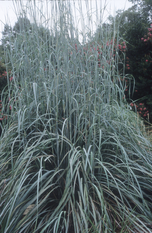 Image of Andropogon gerardii 'Lord Snowden' taken at Juniper Level Botanic Garden, NC by JLBG