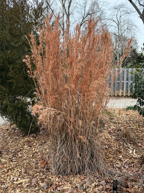 Image of Andropogon glaucopsis 'Carolina Blue' taken at Juniper Level Botanic Garden, Raleigh NC by Lidia Churakova