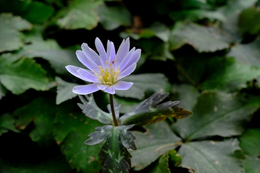 Image of Anemone keiskeiana taken at Juniper Level Botanic Gdn, NC by JLBG