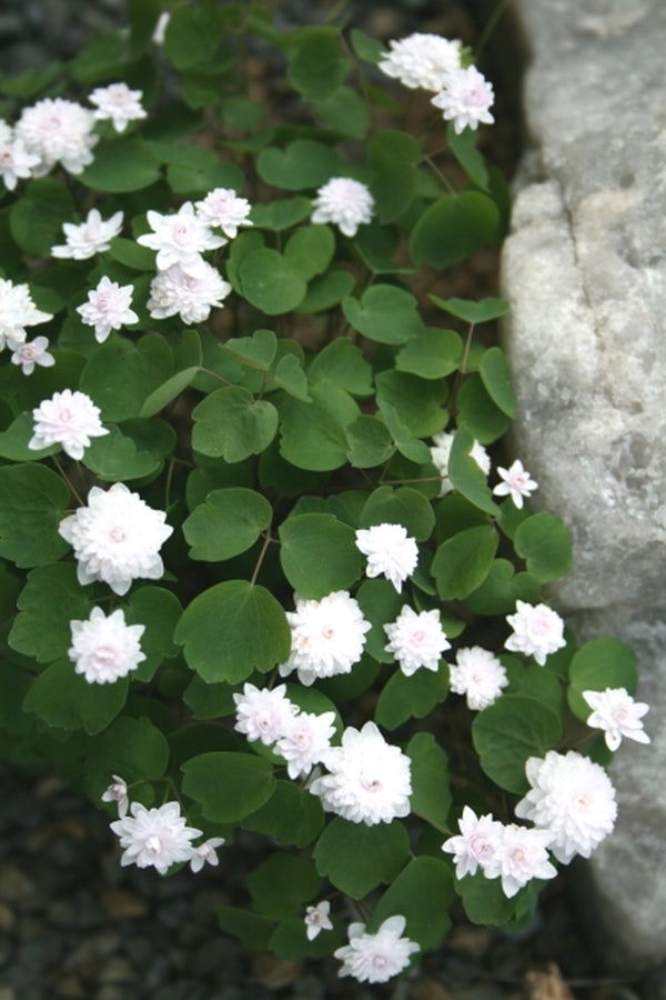 Image of Anemonella thalictroides 'Cameo' taken at Juniper Level Botanic Gdn, NC by JLBG