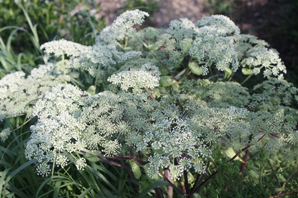 Learn about Angelica dahurica | Chinese Angelica, Bai Zhi