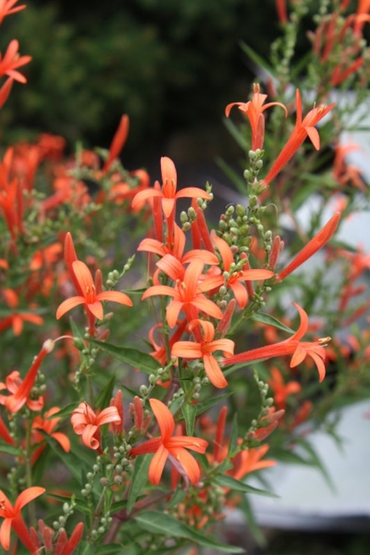 Image of Anisacanthus wrightii taken at Juniper Level Botanic Gdn, NC by JLBG