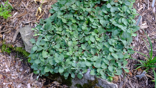 Image of Antennaria parlinii ssp. fallax 'Buckhorn Babe' taken at Juniper Level Botanic Gdn, NC by JLBG