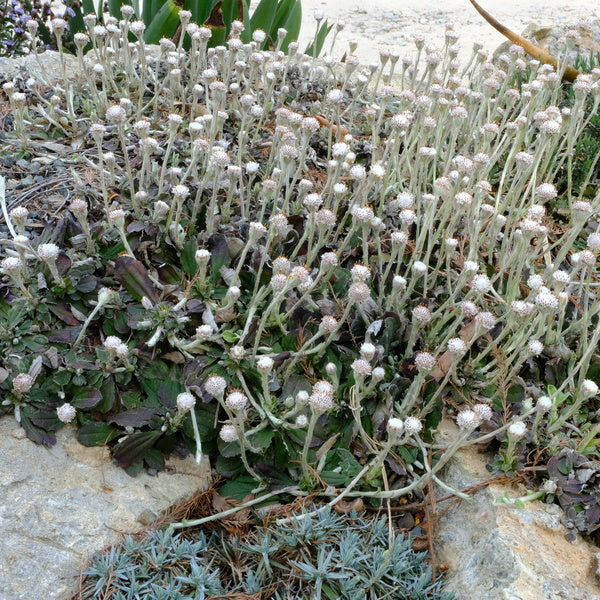 Image of Antennaria solitaria 'RDU' taken at Juniper Level Botanic Gdn, NC by JLBG