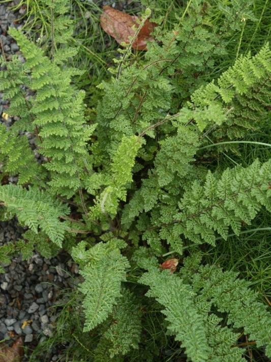 Image of Anthonya hirta coll. #A1SA-189 taken at Juniper Level Botanic Gdn, NC by JLBG