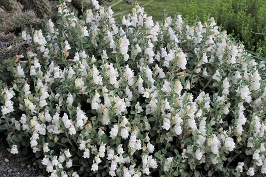 Image of Antirrhinum glutinosum 'White Hot' taken at Juniper Level Botanic Gdn, NC by JLBG