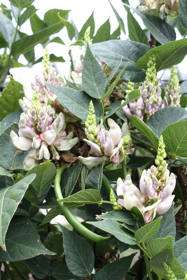 Image of Apios priceana