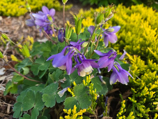 Image of Aquilegia flabellata 'Little Blue Wonder' taken at Juniper Level Botanic Gdn, NC by JLBG