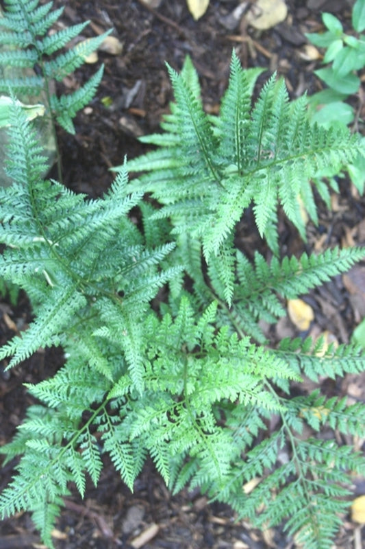 Image of Arachniodes davalliaeformis taken at Juniper Level Botanic Gdn, NC by JLBG