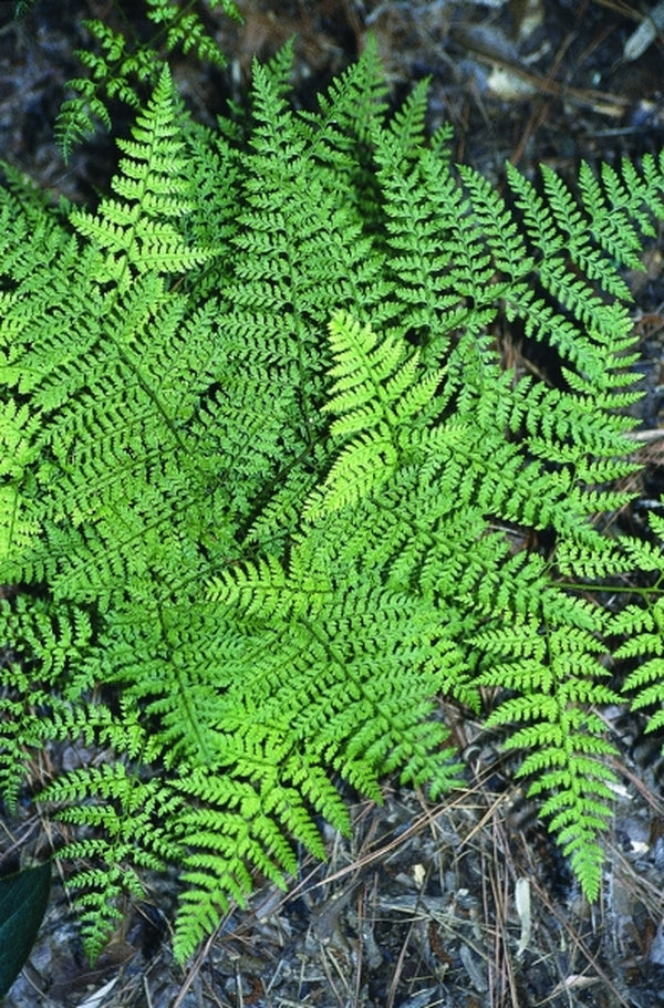 Image of Arachniodes miqueliana taken at Juniper Level Botanic Gdn, NC by JLBG