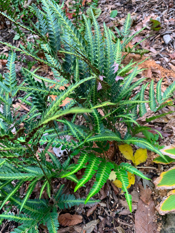 Image of Arachniodes simplicior 'Variegata' taken at Juniper Level Botanic Gdn, NC by L. Churakova