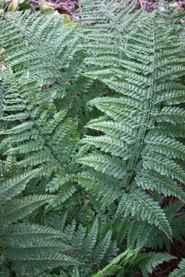 Image of Arachniodes standishii taken at Juniper Level Botanic Gdn, NC by JLBG