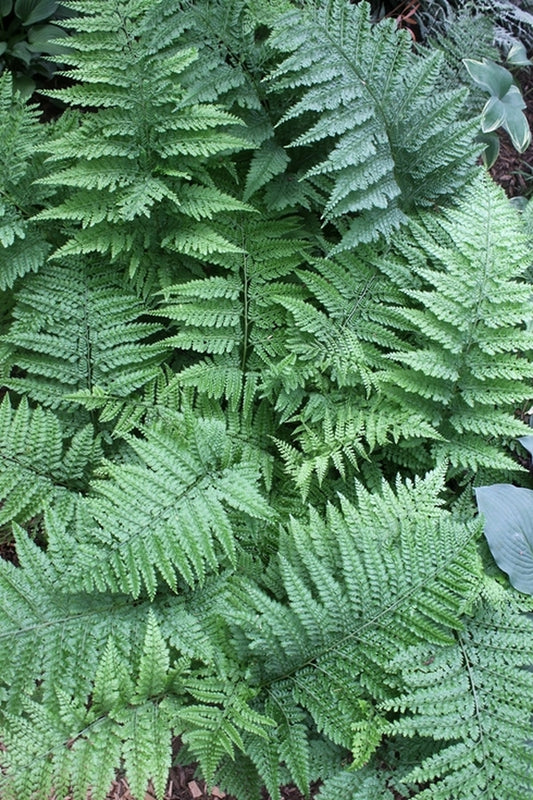 Image of Arachniodes standishii taken at Juniper Level Botanic Gdn, NC by JLBG