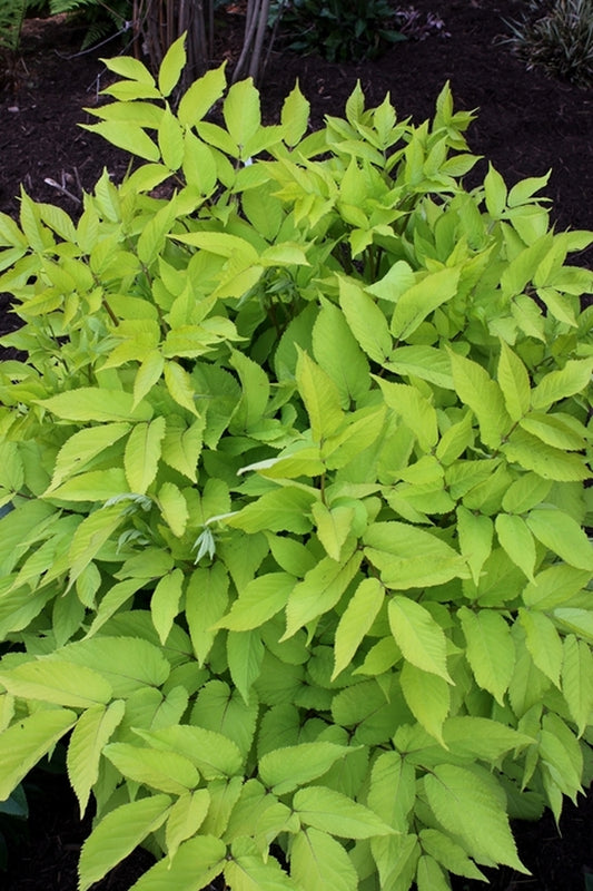 Image of Aralia cordata 'Sun King' taken at Juniper Level Botanic Gdn, NC by JLBG