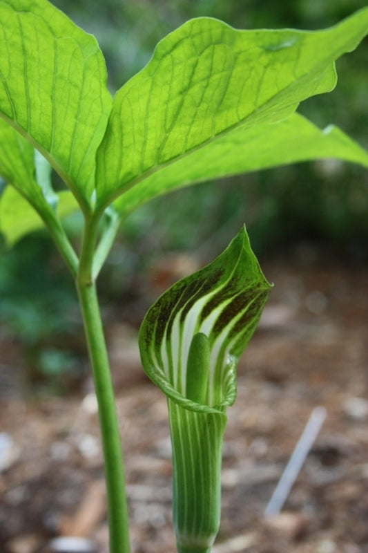 Image of Arisaema amurense taken at Juniper Level Botanic Gdn, NC by JLBG