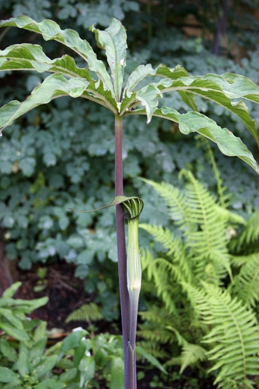 Image of Arisaema concinnum