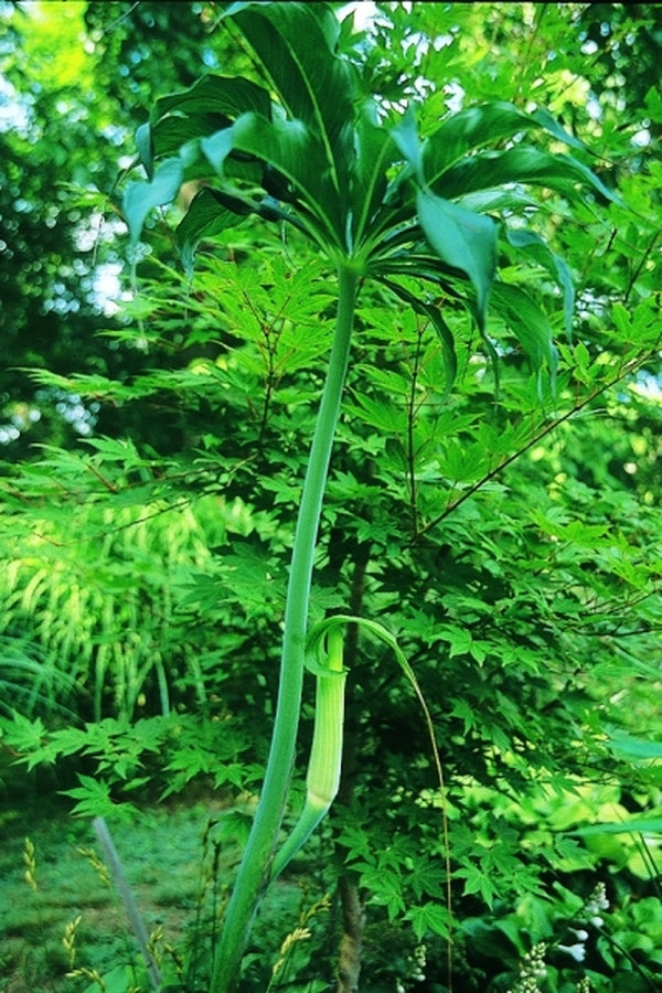 Image of Arisaema consanguineum taken at R. Herold Gdn, MA
