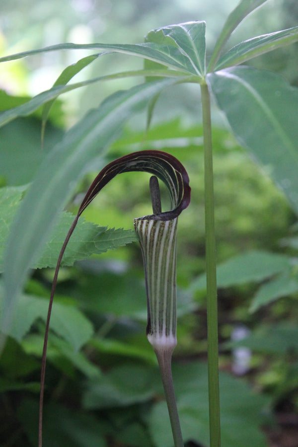 philodendron consanguineum common name Arisaema consanguineum