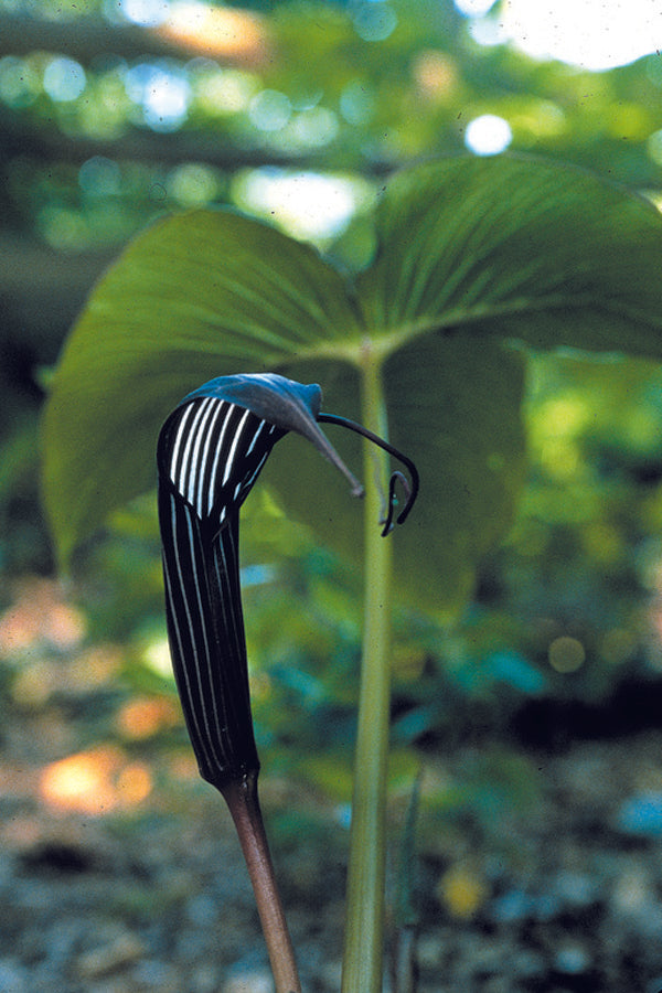 Image of Arisaema costatum taken at J. McClements Gdn, DE by J. McClements