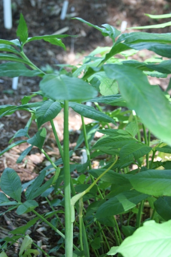 Image of Arisaema dracontium 'Gene's Giant'