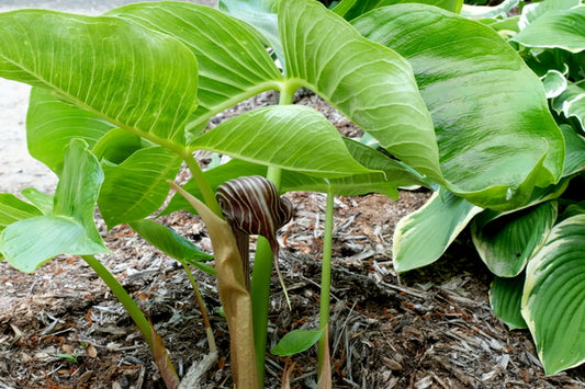 Image of Arisaema fargesii taken at Juniper Level Botanic Gdn, NC by JLBG