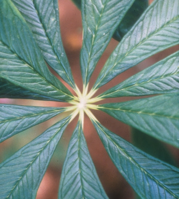 Image of Arisaema muratae taken at Juniper Level Botanic Gdn, NC by JLBG