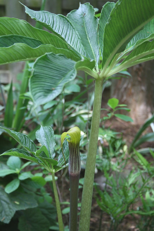 Image of Arisaema muratae taken at Juniper Level Botanic Gdn, NC by JLBG