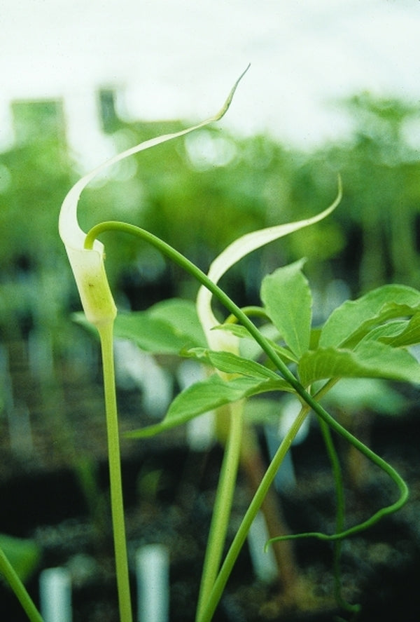 Image of Arisaema saxatile taken at Juniper Level Botanic Gdn, NC by JLBG