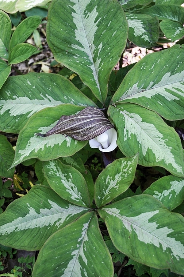 Image of Arisaema sikokianum Silver Center taken at Juniper Level Botanic Gdn, NC by JLBG