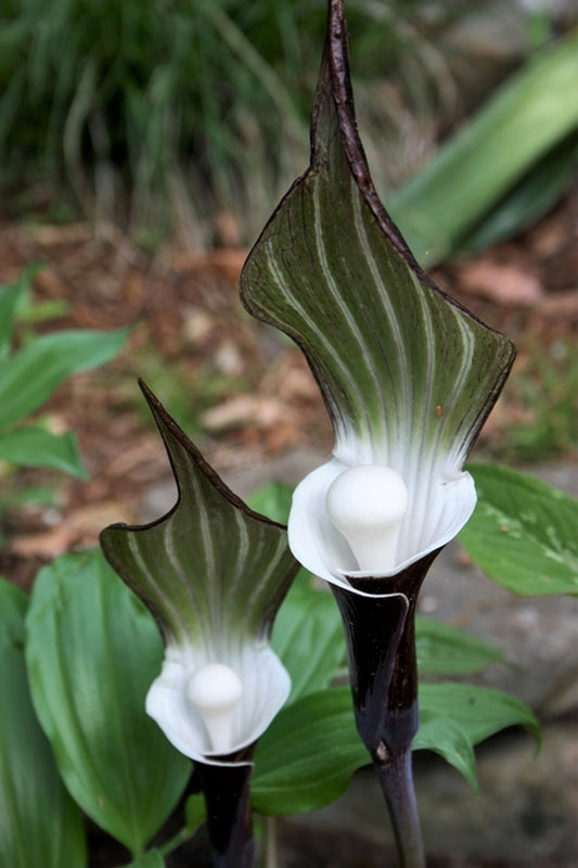 Image of Arisaema sikokianum taken at Juniper Level Botanic Gdn, NC by JLBG