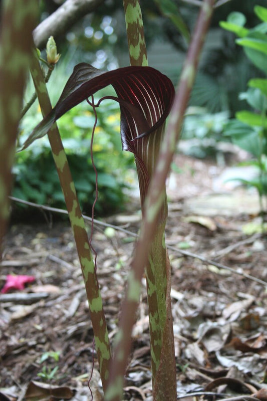 Image of Arisaema speciosum 'Himalayan Giant' taken at Juniper Level Botanic Gdn, NC by JLBG