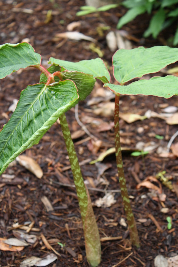 Image of Arisaema speciosum 'Himalayan Giant' taken at Juniper Level Botanic Gdn, NC by JLBG
