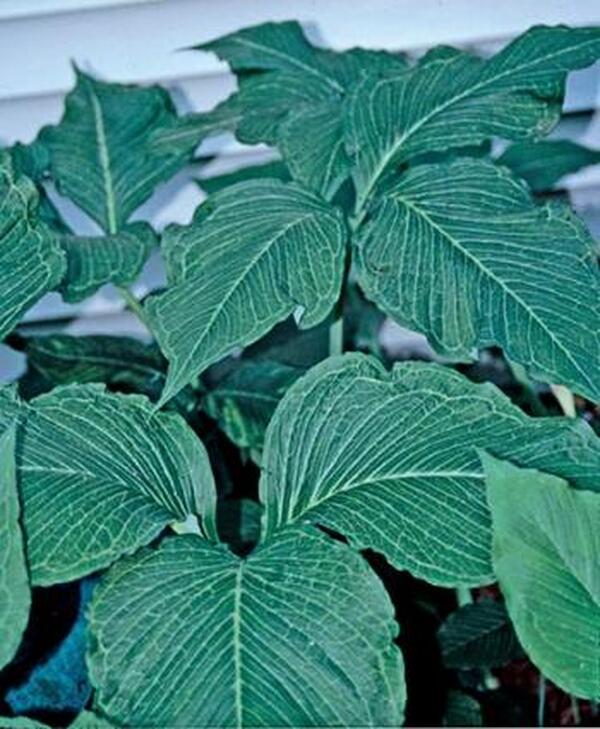 Image of Arisaema triphyllum 'Starburst' taken at P. James Gdn, VA