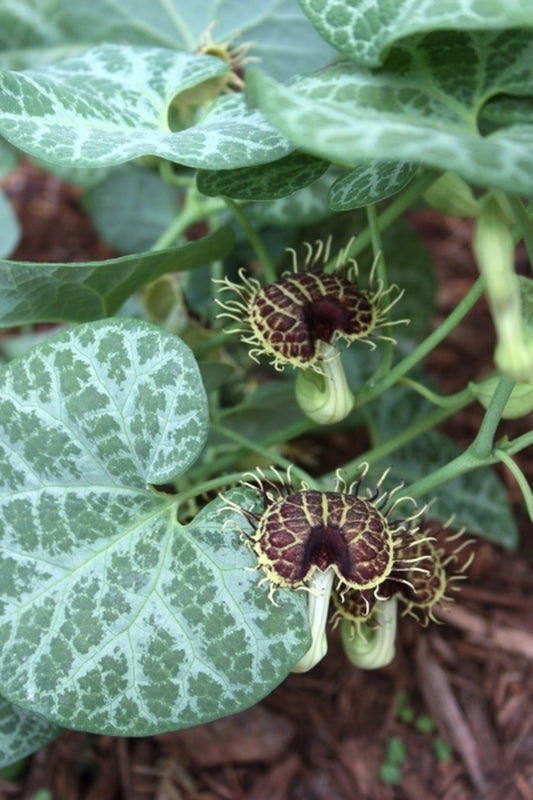 Image of Aristolochia fimbriata taken at Juniper Level Botanic Gdn, NC by JLBG
