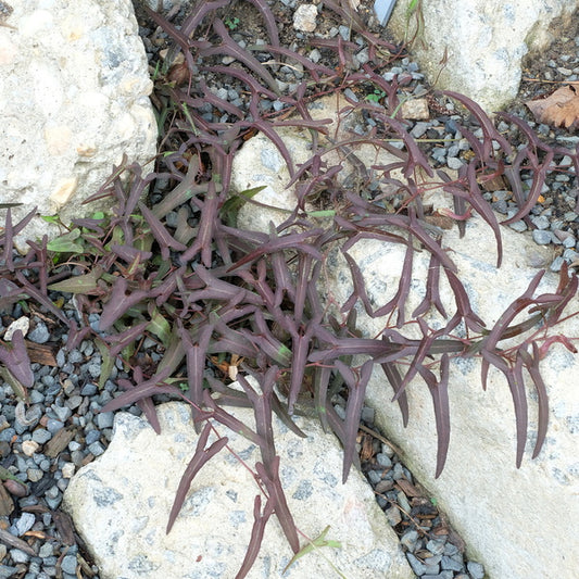 Image of Aristolochia watsonii taken at Juniper Level Botanic Gdn, NC by JLBG