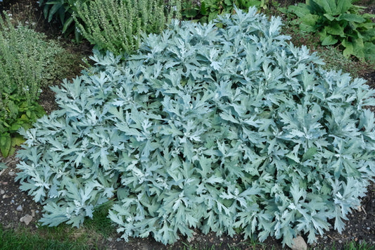 Image of Artemisia 'Silver Lining' PP36888 taken at Walters Gardens, MI by JLBG