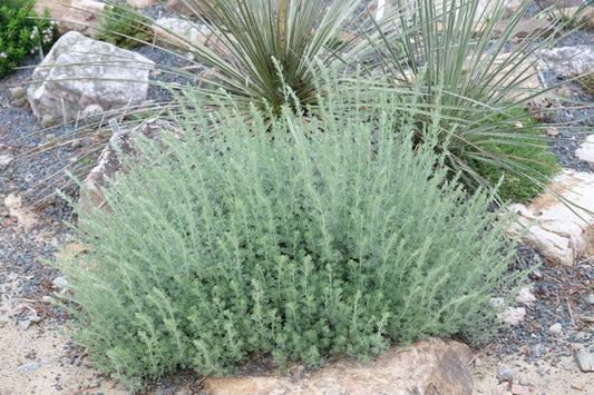 Image of Artemisia frigida 'Silver Eagle' taken at Juniper Level Botanic Gdn, NC by JLBG