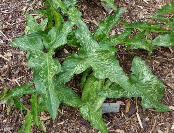 Image of Arum concinnatum 'Far and Away' taken at Juniper Level Botanic Gdn, NC by JLBG