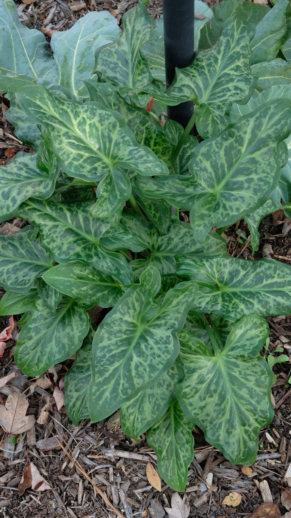 Image of Arum x diotalicum 'Love Child' taken at Juniper Level Botanic Gdn, NC by JLBG