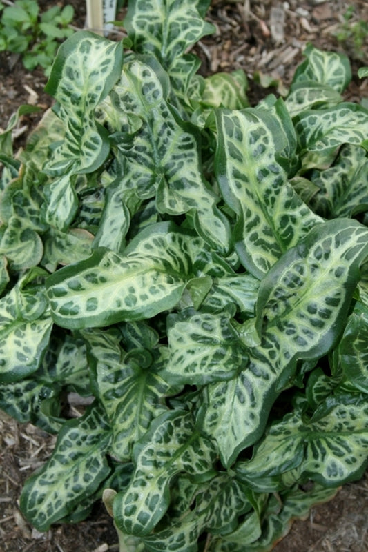 Image of Arum italicum 'Belldene' taken at Juniper Level Botanic Gdn, NC by JLBG