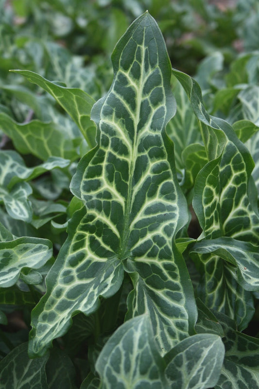 Image of Arum italicum 'Marmoratum' taken at Juniper Level Botanic Gdn, NC by JLBG