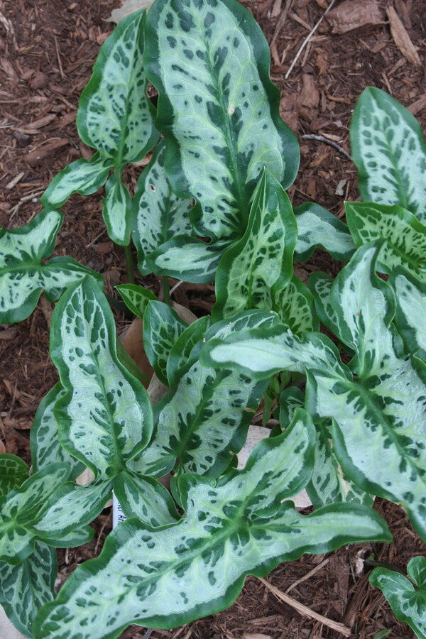 Image of Arum italicum 'Silver Arrow' taken at Juniper Level Botanic Gdn, NC by JLBG