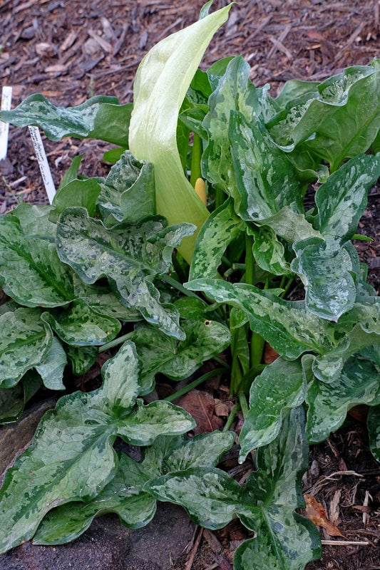 Image of Arum italicum 'Silverella' taken at Juniper Level Botanic Gdn, NC by JLBG