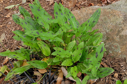 Image of Arum italicum 'Splitter Splatter' taken at Juniper Level Botanic Gdn, NC by JLBG