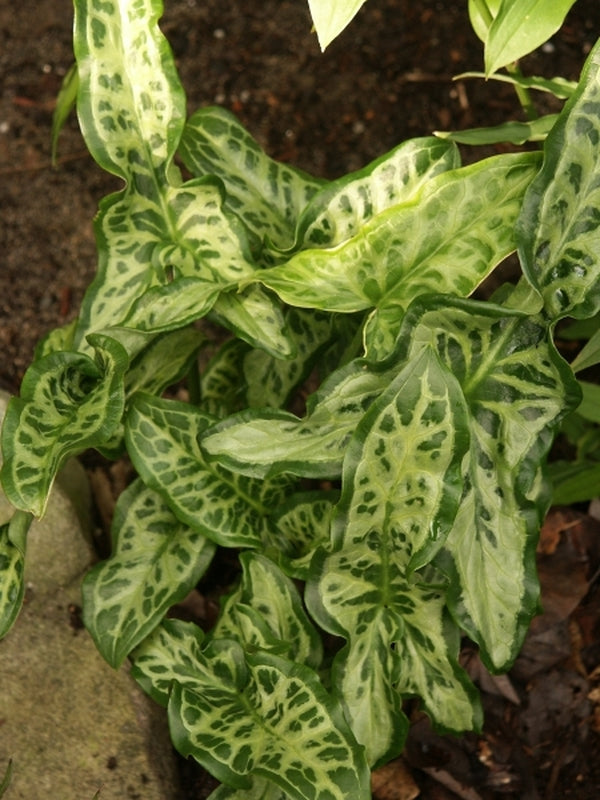 Image of Arum italicum 'White Winter' taken at Juniper Level Botanic Gdn, NC by JLBG