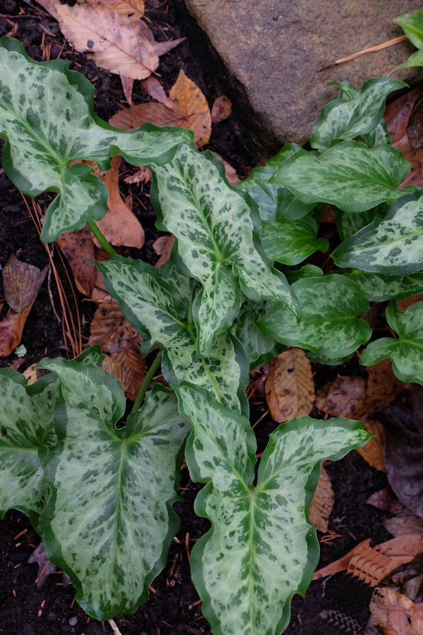 Arum italicum X Ray