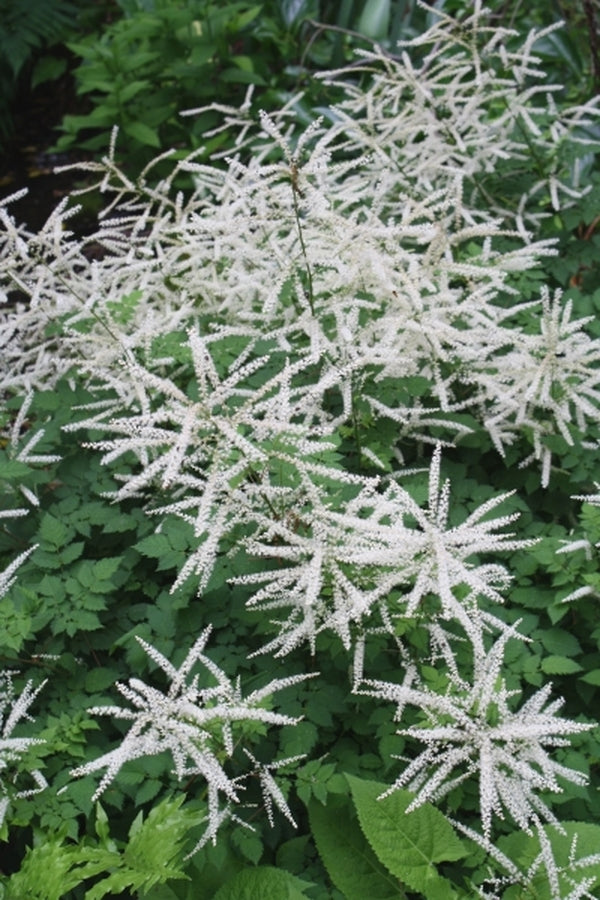 Image of Aruncus 'Misty Lace' taken at Juniper Level Botanic Gdn, NC by JLBG