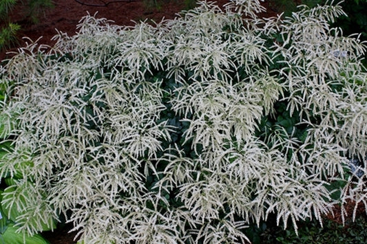 Image of Aruncus 'Misty Lace' taken at Walters Gardens, MI