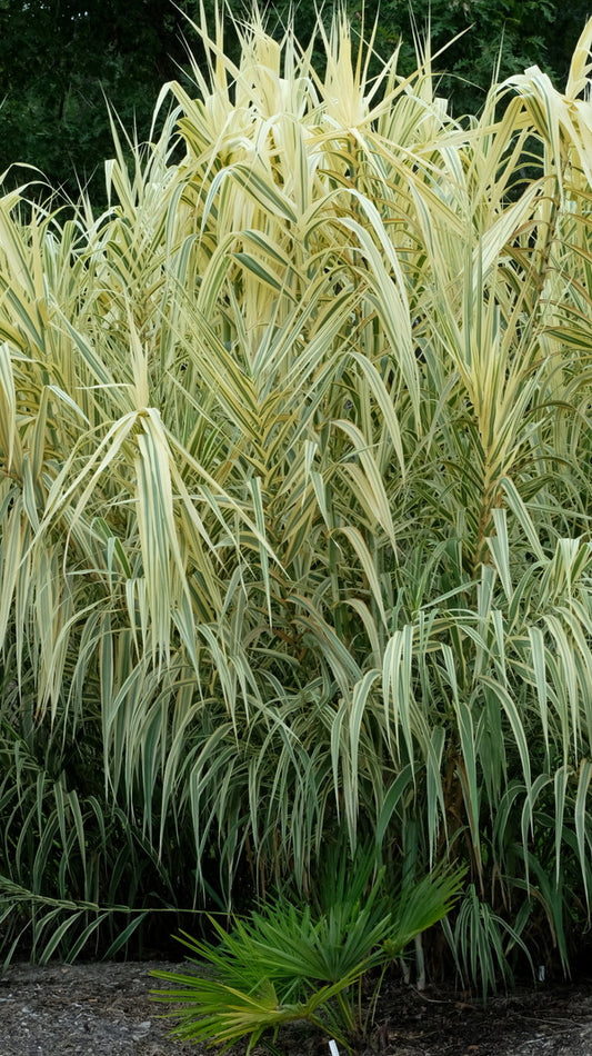 Image of Arundo donax 'Peppermint Stick' taken at Juniper Level Botanic Gdn, NC by JLBG